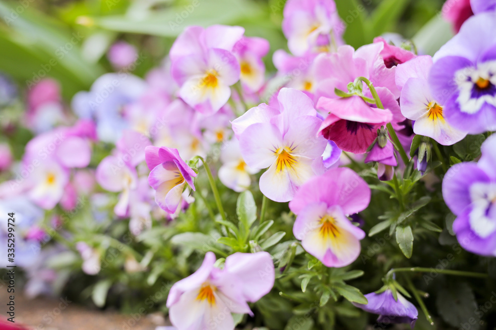 Fototapeta premium 花壇に咲くピンクのスミレ