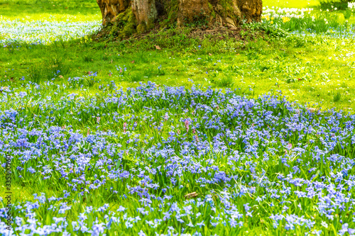 Blaue Sternhyazinthen  im Park im Frühling photo