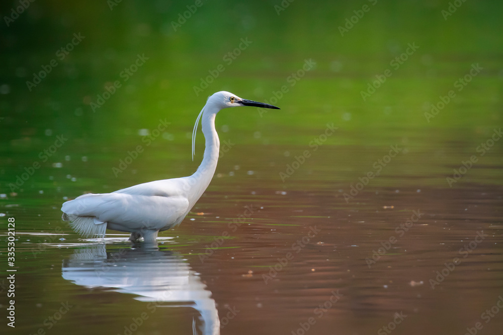 Image of little egret (Egretta garzetta) looking for food in the swamp on nature background. Bird. Animals. Image of little egret (Egretta garzetta) looking for food in the swamp on nature background. Bird. Animals.