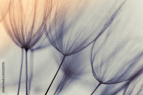 Abstract dandelion flower background. Seed macro closeup. Soft focus . Spring nature