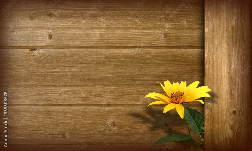 Obraz premium Planche brune avec fleur de Camomille jaune.