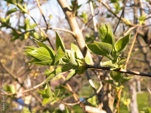 Green leaves growing on branch.
