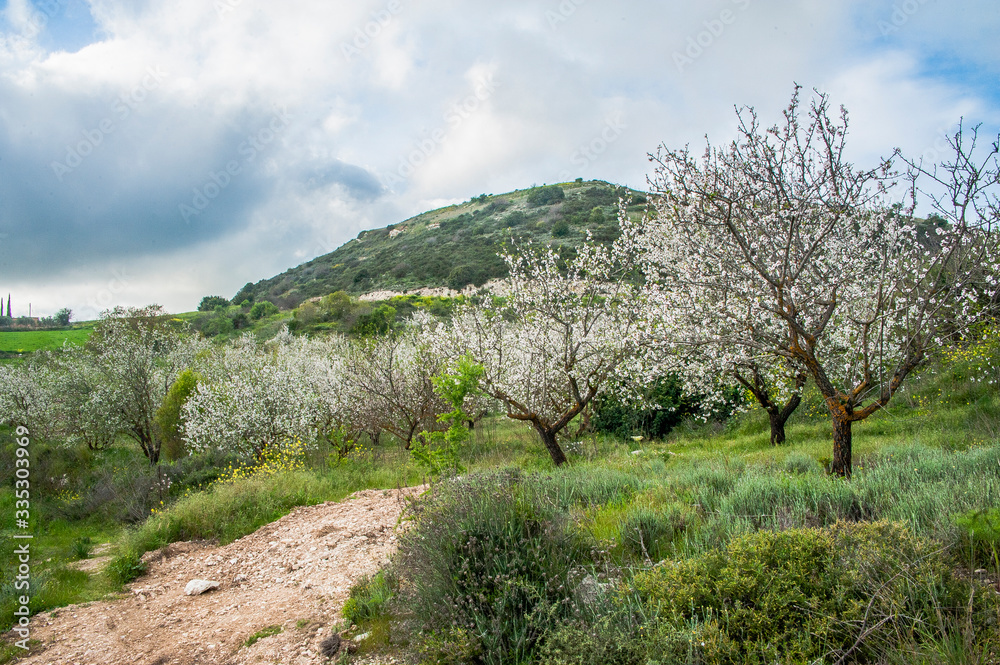 Almond trees growing on the seashore are the first to bloom, and then almond blossoms rise higher and higher into the Troodos Mountains.     