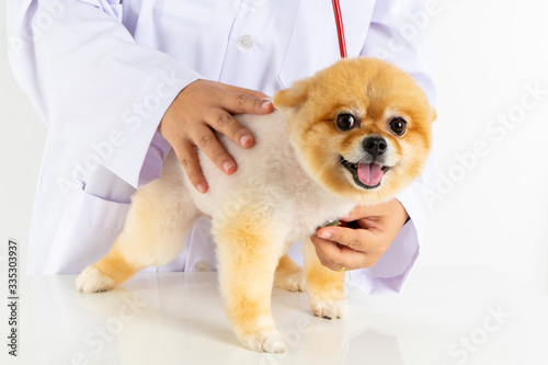 Portrait little Pomeranian dog looking at camera while checking up by veterinarian. Studio shot of adorable small puppy isolated on white background