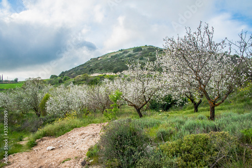 Принти на полотні Almond trees growing on the seashore are the first to bloom, and then almond blossoms rise higher and higher into the Troodos Mountains