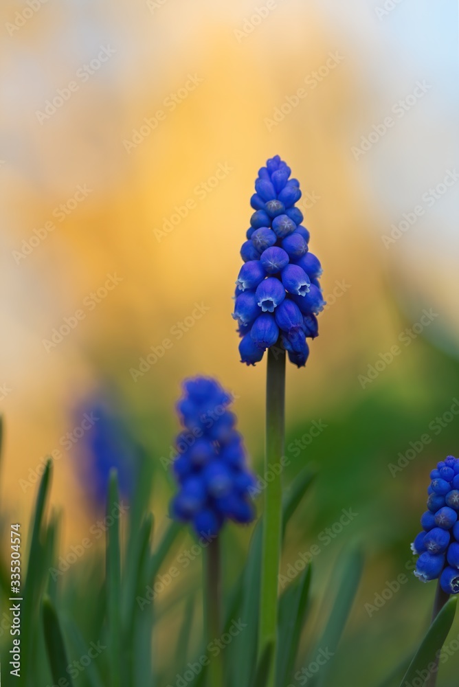 Nahaufnahme blaue Traubenhyazinthe im Frühling am Abend im Wald bei sanftem orangen Licht, Muscari Nahaufnahme blaue Traubenhyazinthe im Frühling am Abend im Wald bei sanftem orangen Licht, Muscari