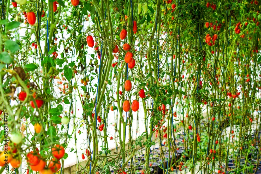 Red cherry tomatoes grow in a greenhouse. Organic vegetable greenhouse garden. Tomato bunch.