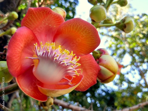 фотографія Beautiful flower of sala tree