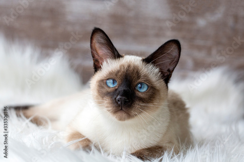 Pet animal; cute siamese ki...