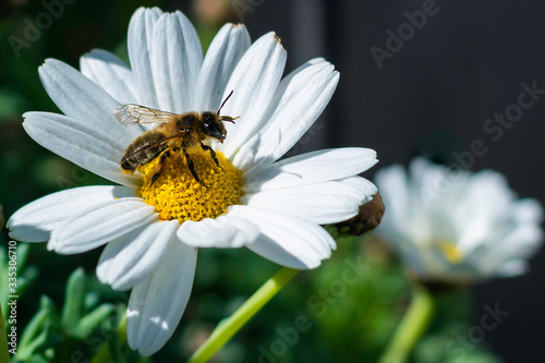 
Bee pollinating a flower in spring


