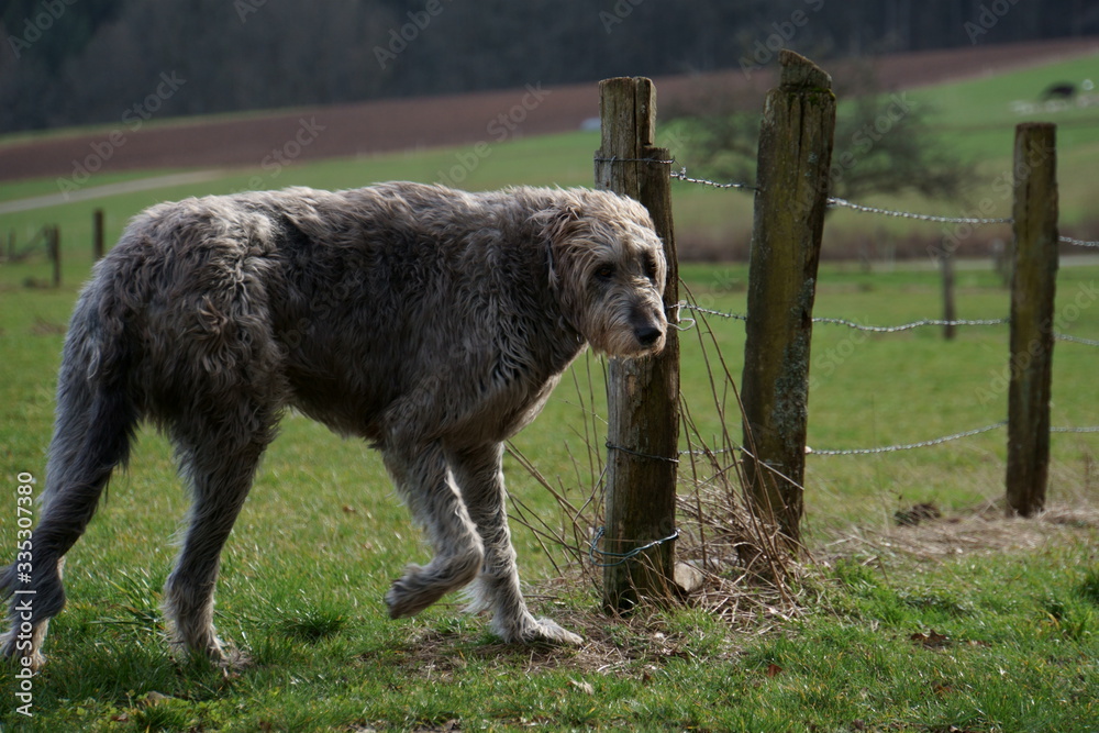 Irischer Wolfshund