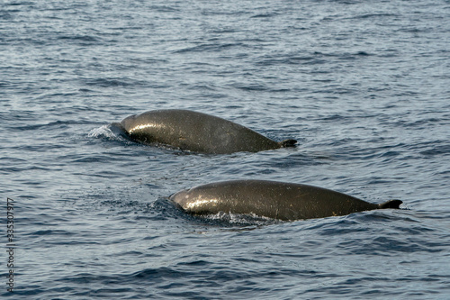 Rare Goose Beaked whale dolphin Ziphius cavirostris photo