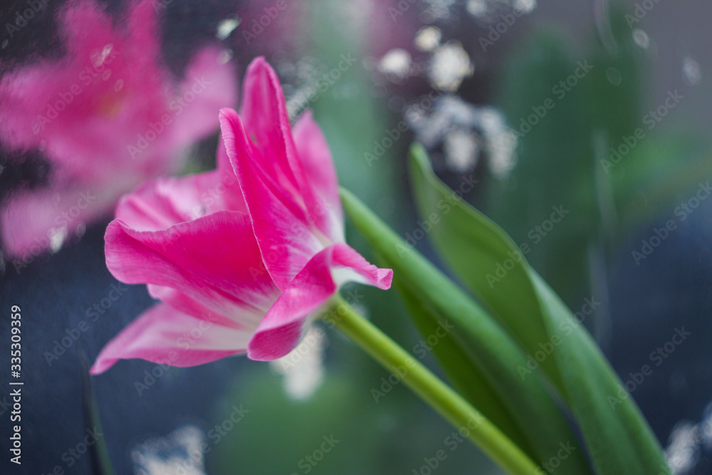 Bouquet of pink tulips on a mirror background.