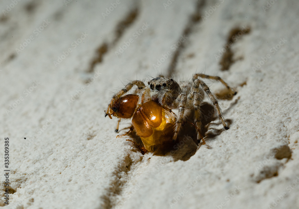 Jumping Spider eat Soldier fly or Oplodontha viridula on Nature.