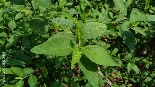 Wallpaper Mural Sida rhombifolia (arrowleaf sida, Malva rhombifolia, rhombus-leaved sida, Paddy's lucerne, jelly leaf, Cuban jute, Queensland-hemp, Indian hemp) in the nature background. Also use as herbal medicine. Torontodigital.ca