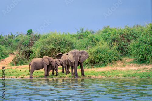 African bush elephant (Loxodonta africana) Drinking water from Kazinga Channel, Lake Edward, Uganda, Africa photo