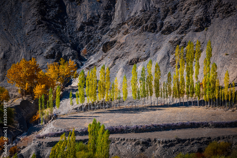 Scenic landscape, colorful autumn poplar with mountains background at Alchi village in Leh, Ladakh,