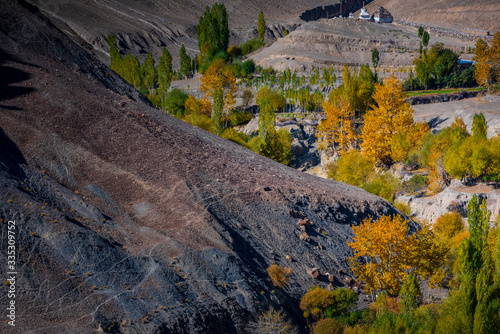 Scenic landscape, colorful autumn poplar with mountains background at Alchi village in Leh, Ladakh, photo