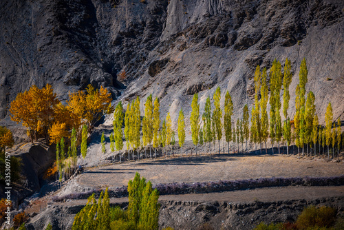 Obraz na płótnie Scenic landscape, colorful autumn poplar with mountains background at Alchi village in Leh, Ladakh, w salonie