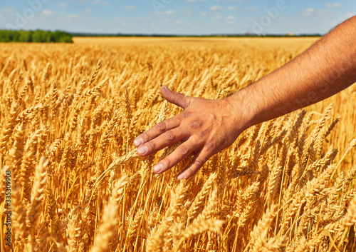 Wheat field and male hand holding cone
