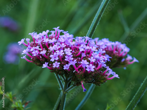 Fototapeta Naklejka Na Ścianę i Meble -  Closeup of the pretty little mauve flowers of Verbena bonariensis Lollipop in a summer garden