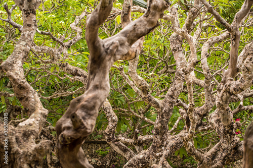 Photo of a tree on the island of Bali