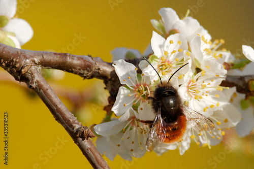 Gehörnte Mauerbiene bestäubt Blüten photo