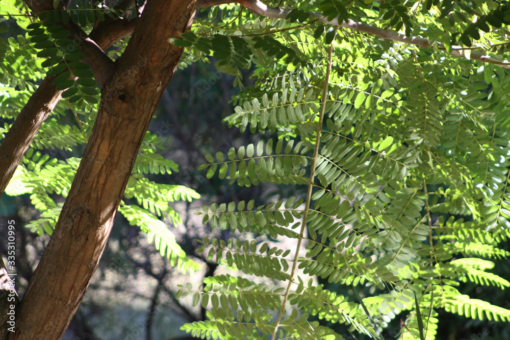 Fern and trees Fern and trees