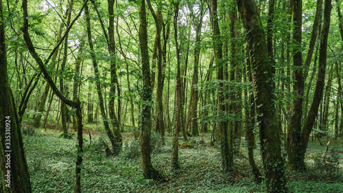 interior of a dark forest