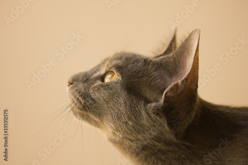 cat4