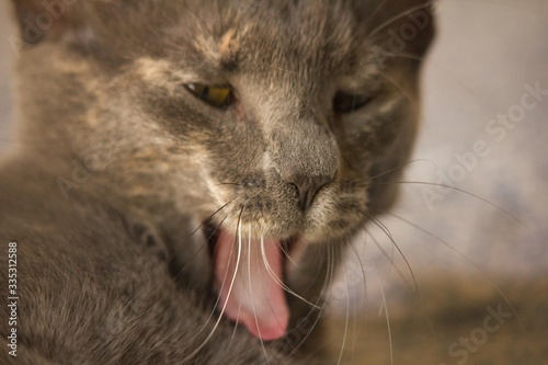 cat3