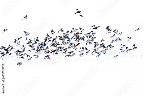 Flock of Snow Bunting (Plectrophenax nivalis)