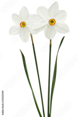 Two flowers of white Daffodil (narcissus), isolated on white background