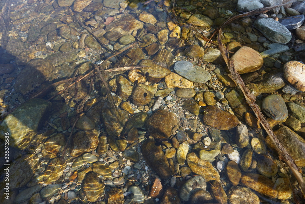 Tadpole and Clear Water