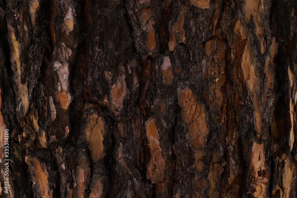 Embossed texture of brown tree bark with green moss and lichen on it. Embossed texture of brown tree bark with green moss and lichen on it.