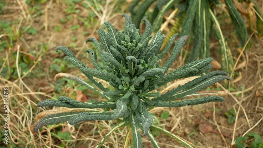 Lacinato winter tuscan kale cabbage plant leaf harvest vegetables Brassica oleracea kale bush, cavolo nero Italian resistant frost in the garden farm field with clays soil clay, Tuscany Italy, farm Lacinato winter tuscan kale cabbage plant leaf harvest vegetables Brassica oleracea kale bush, cavolo nero Italian resistant frost in the garden farm field with clays soil clay, Tuscany Italy, farm
