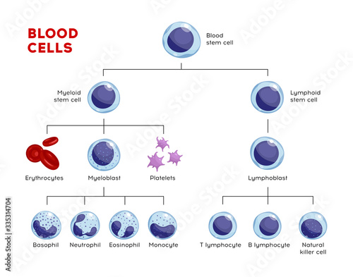 Vector types of blood cells. Erythrocytes, eosinophil, neutrophil, plateletes, leukocytes, lymphocytes, monocytes, basophil etc. Educational chart photo