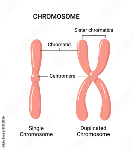Vector illustration of chromosome structure photo