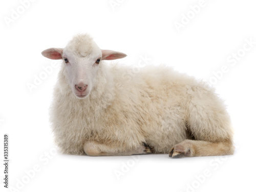 Obraz na płótnie Lying sheep isolated on a white background.