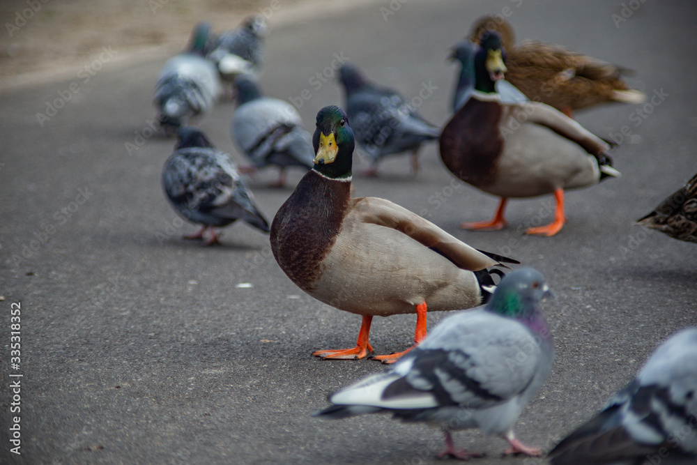 wild duck is a closeup of a free walk on the asphalt wild duck is a closeup of a free walk on the asphalt