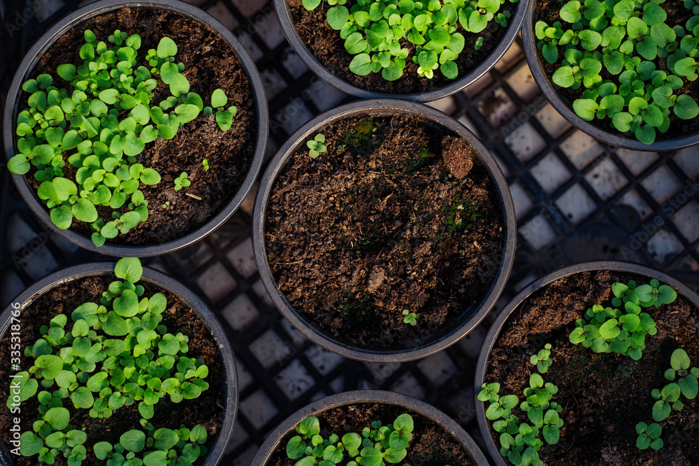 Seeding plants greenhouse. Plant seeding in greenhouse. New life Seeding plants greenhouse. Plant seeding in greenhouse. New life