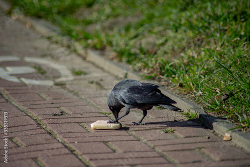 black crow eats cheese on pavers on a sunny day