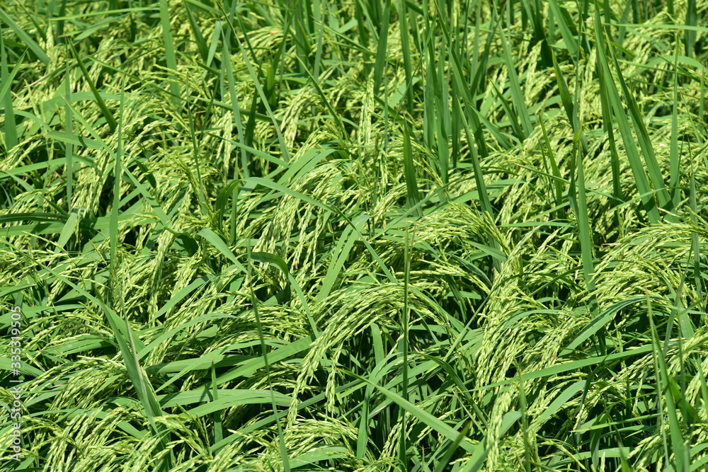 Green rice fields Use as wallpaper Green rice fields Use as wallpaper