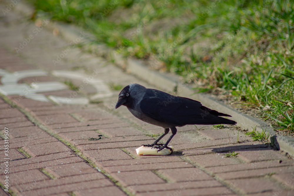 Obraz premium black crow eats cheese on pavers on a sunny day