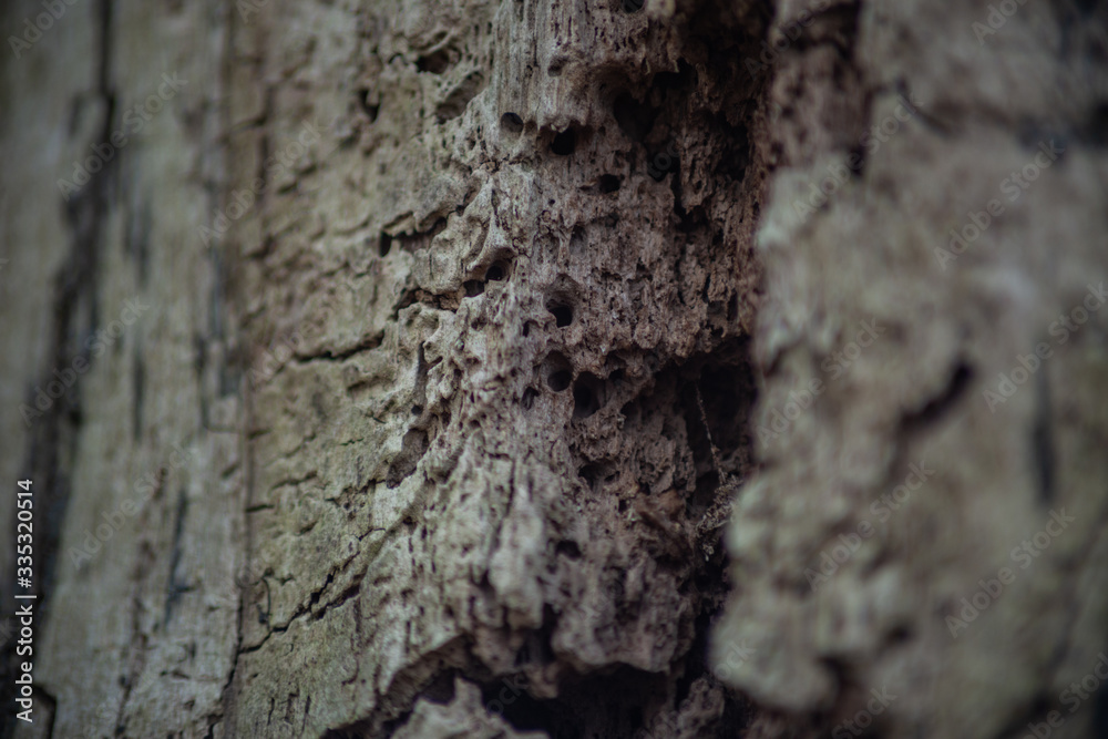 Dry tree without bark closeup Dry tree without bark closeup