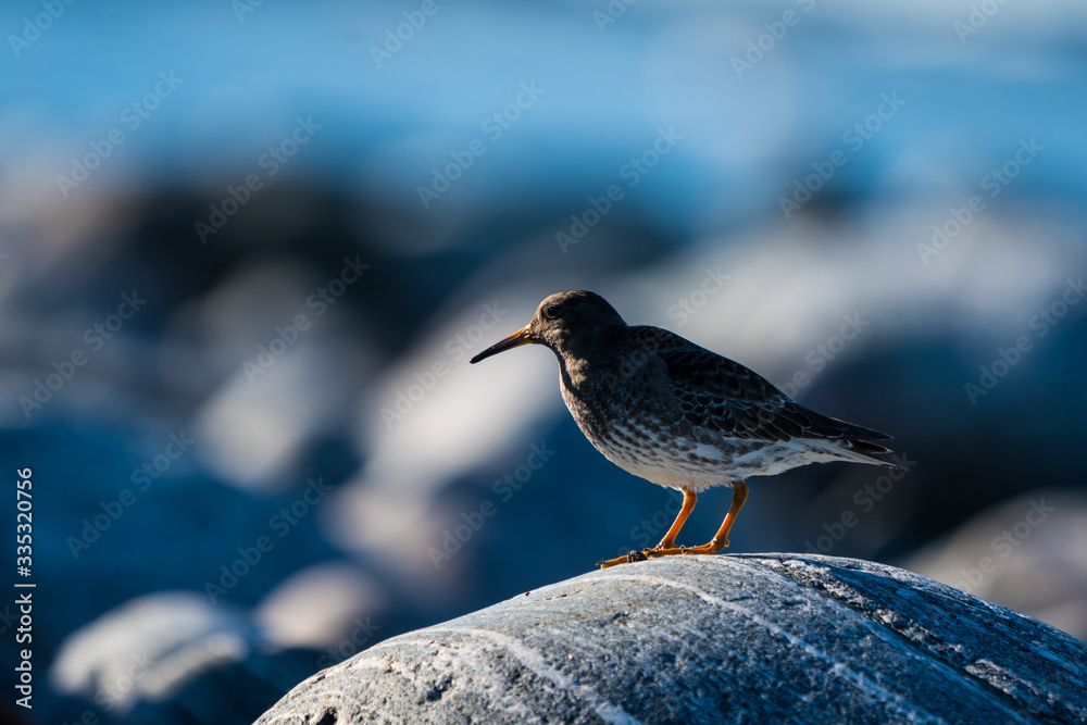 Purple sandpiper on the shore of Vigra island, Norway. Purple sandpiper on the shore of Vigra island, Norway.