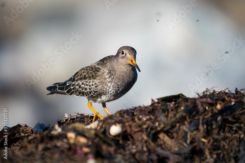 Purple sandpiper on the shore of Vigra island, Norway. photo