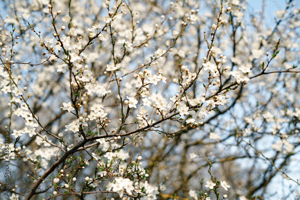 a lot of beautiful, delicate, white flowers blooming cherry plum on a tree branch, in the Botanical garden in the sun, in early spring a lot of beautiful, delicate, white flowers blooming cherry plum on a tree branch, in the Botanical garden in the sun, in early spring