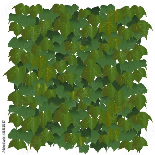 ツタの葉のグリーンカーテンのイラスト