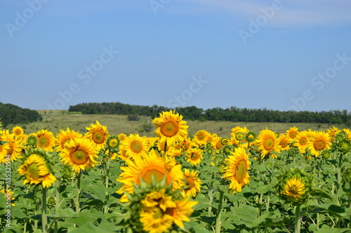 sunflowers